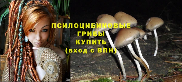 прущие грибы Бронницы